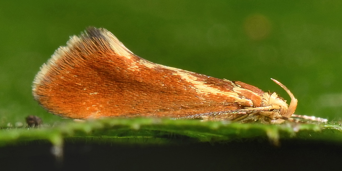 Metalampra italica - Oecophoridae? S